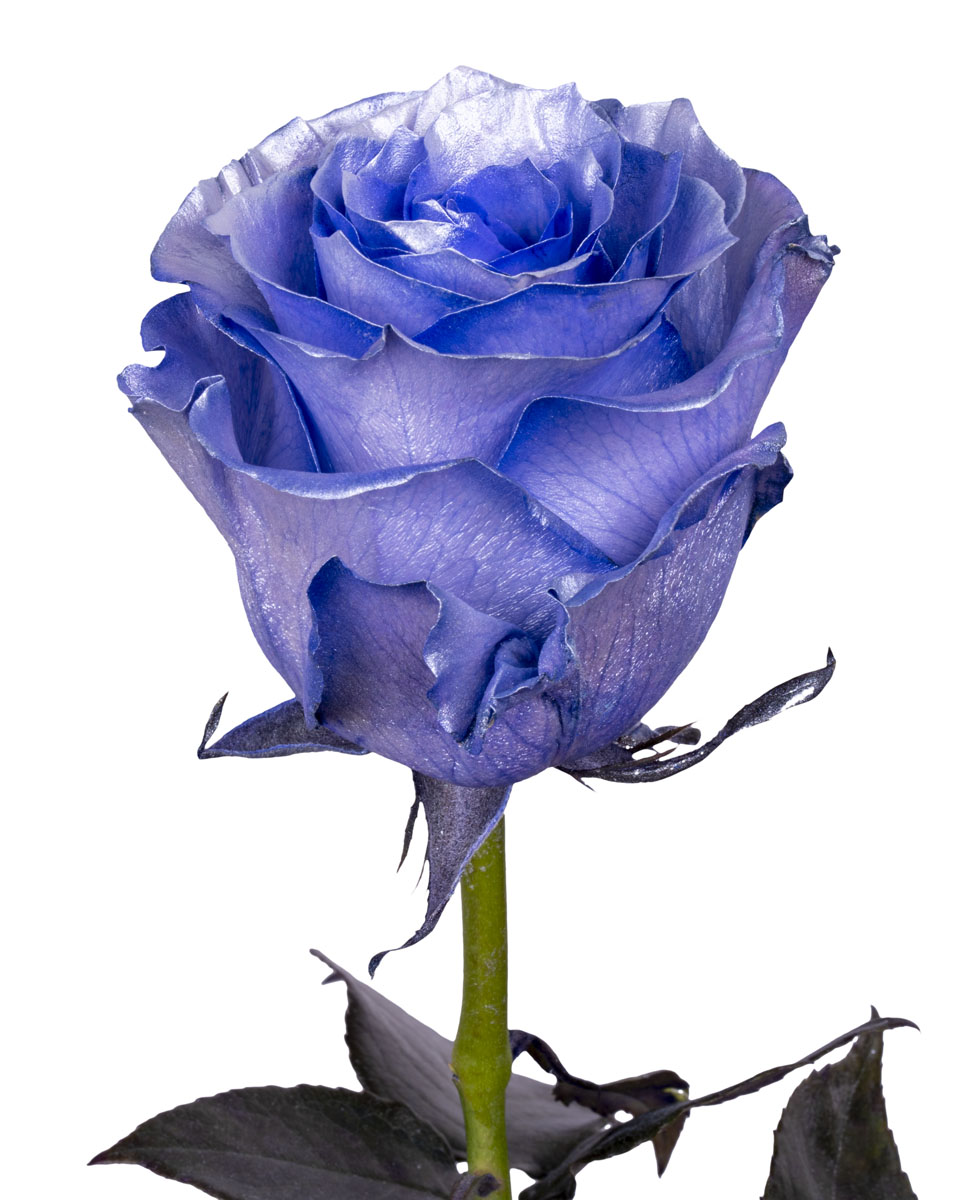 Silver Purple - base view